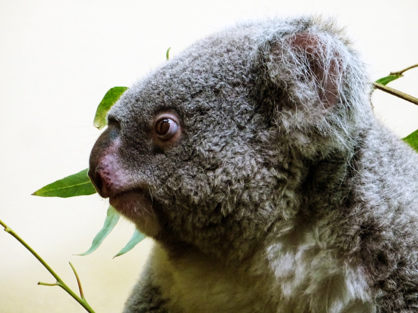 Koala