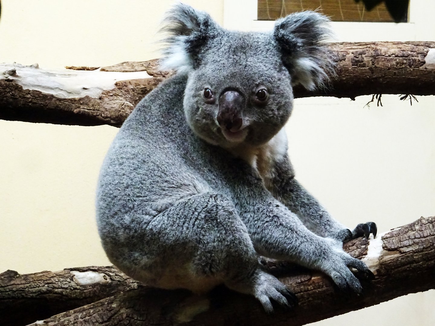Koala