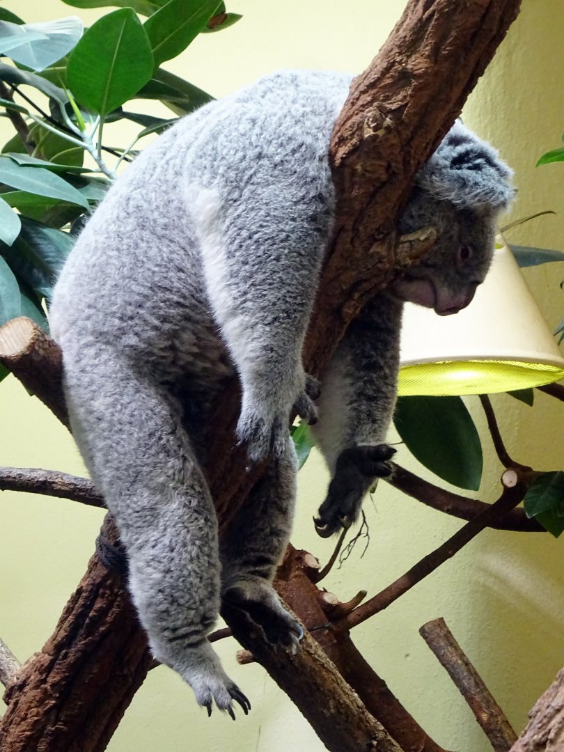 Koala
