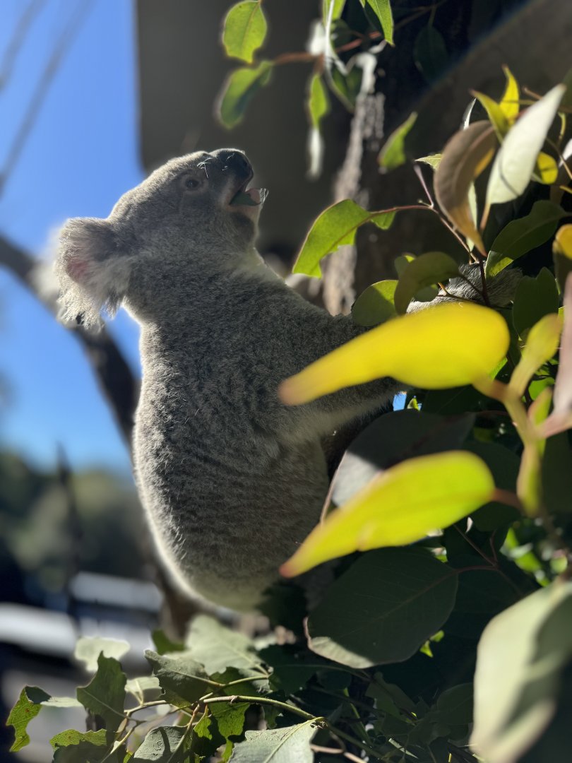 Koala