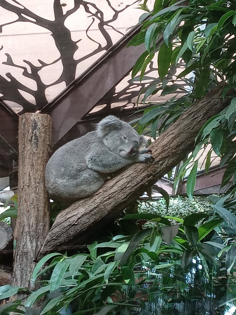 Koala