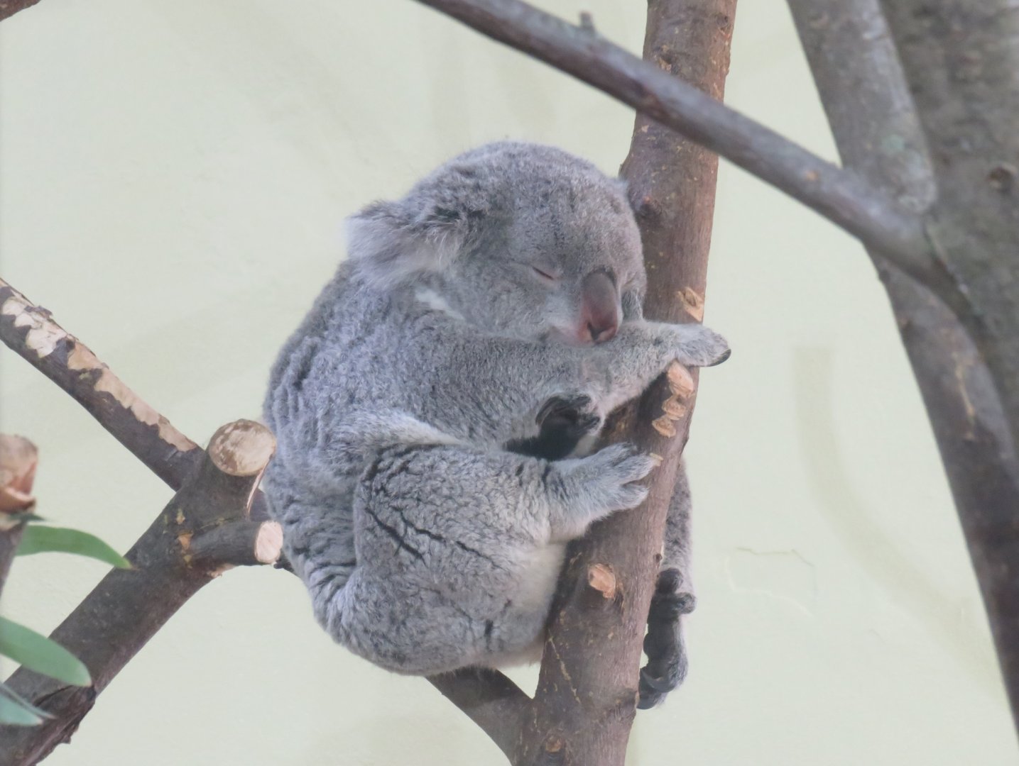 Koala