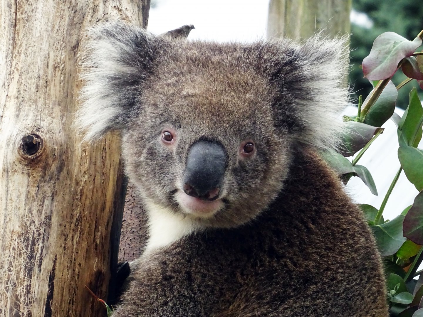 Koala