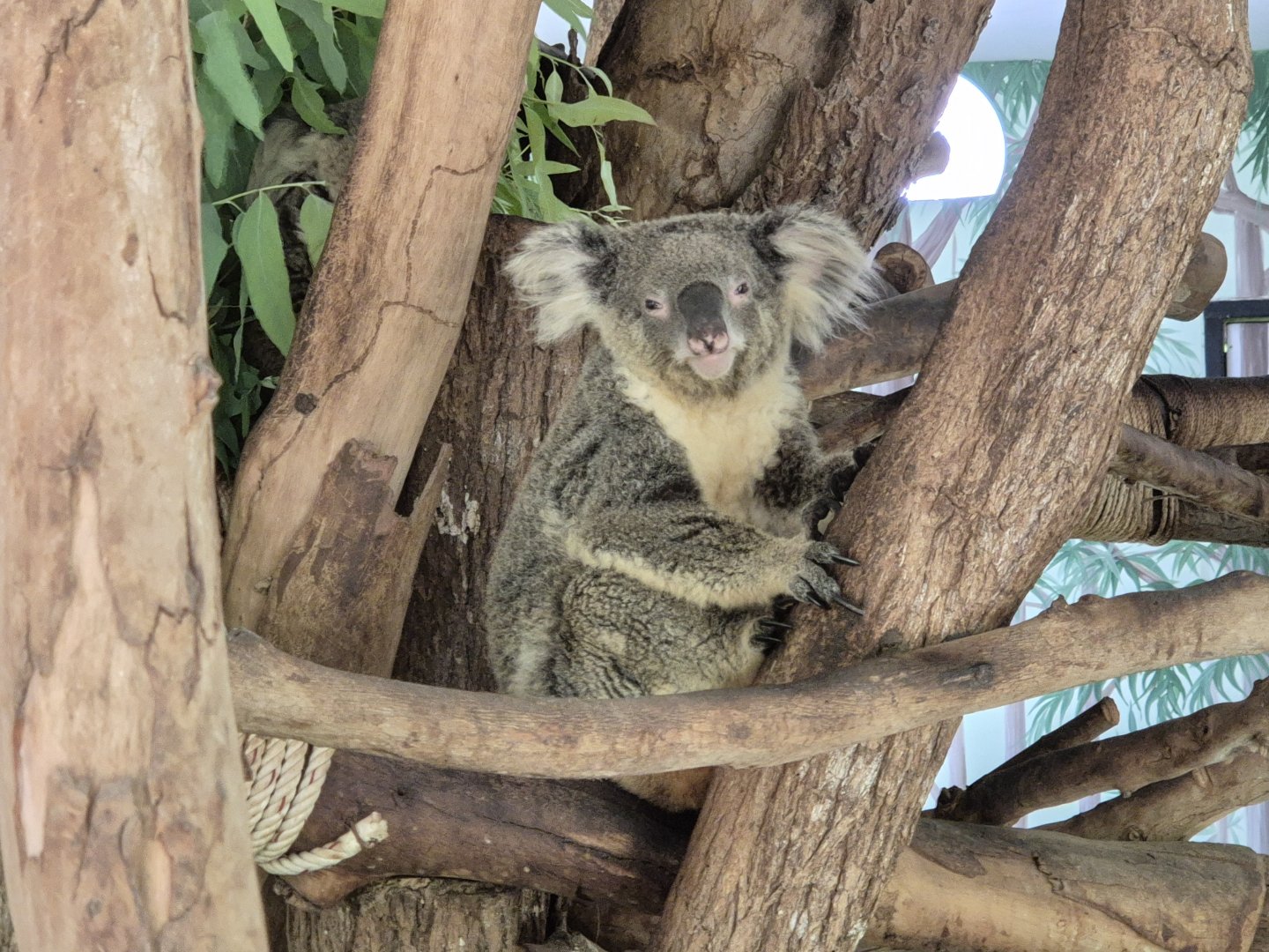 Koala
