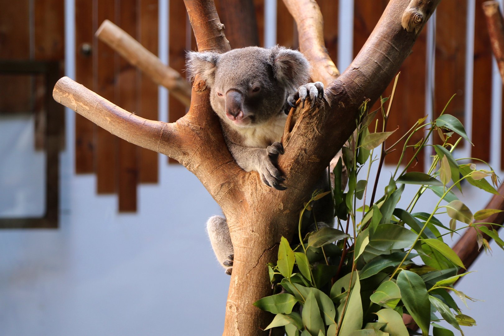Koala