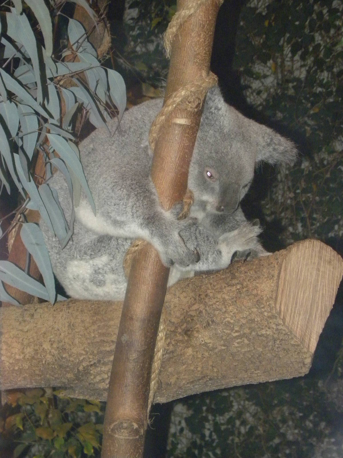 Koala