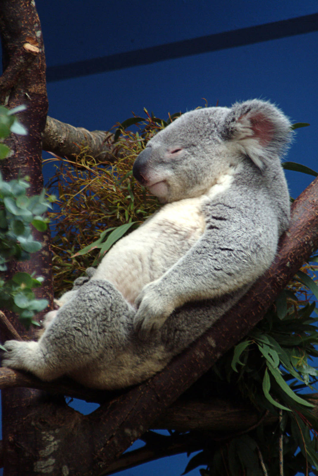Koala