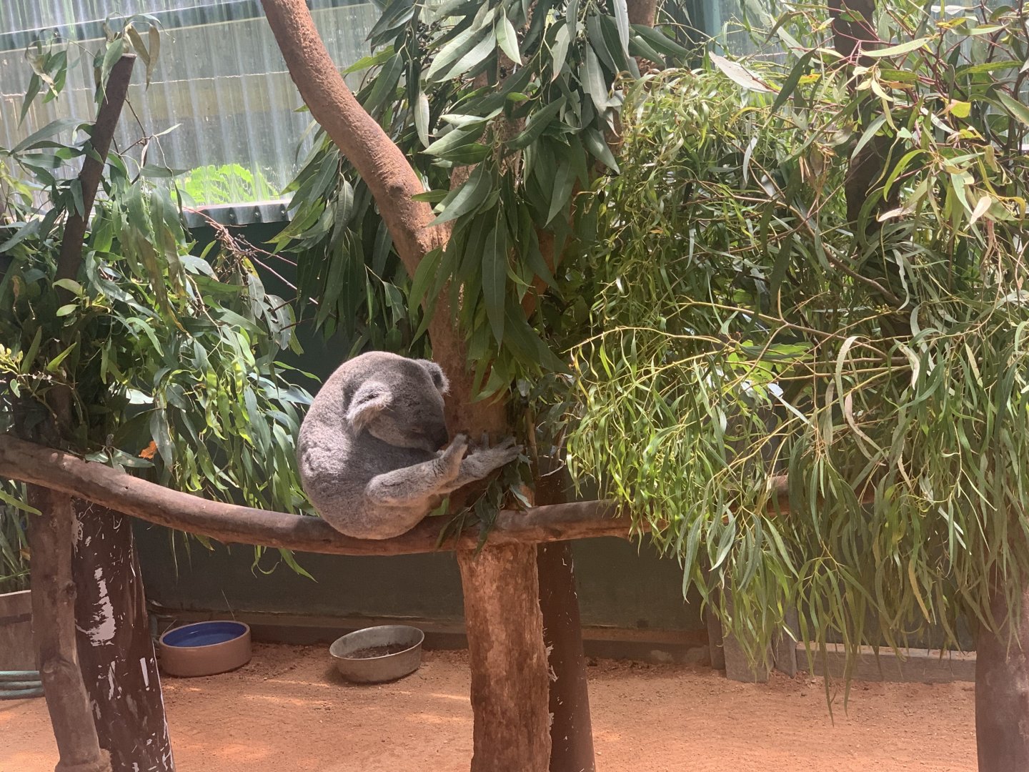 Koala