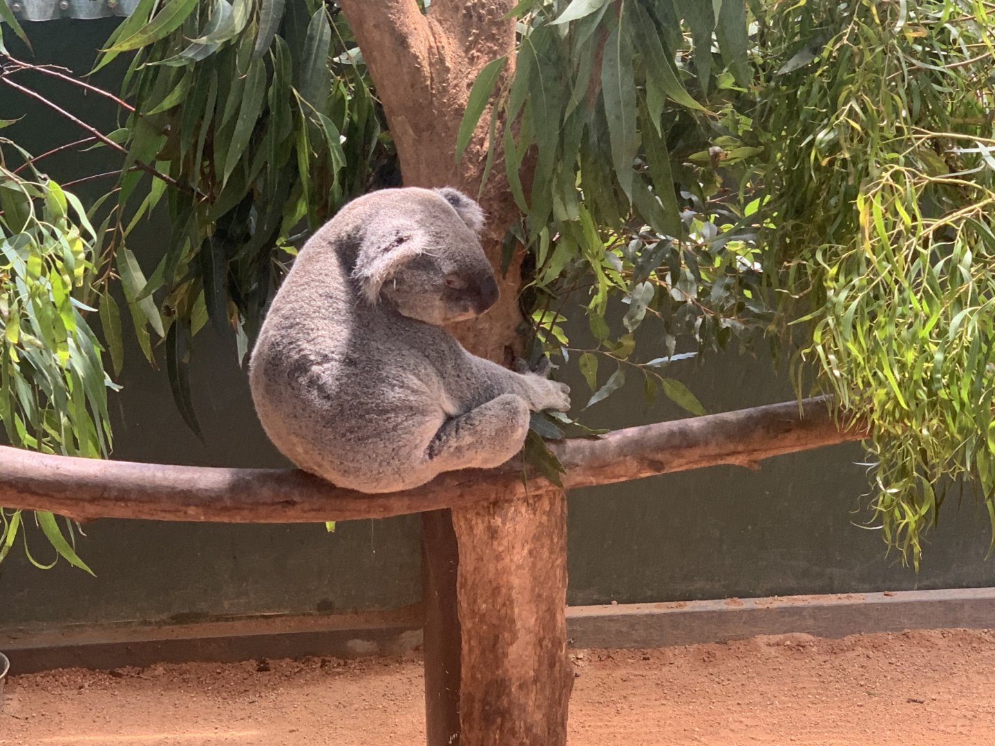 Koala