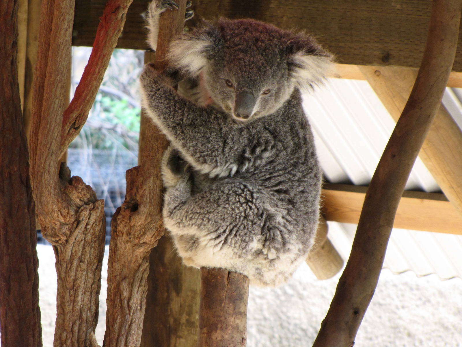 Koala