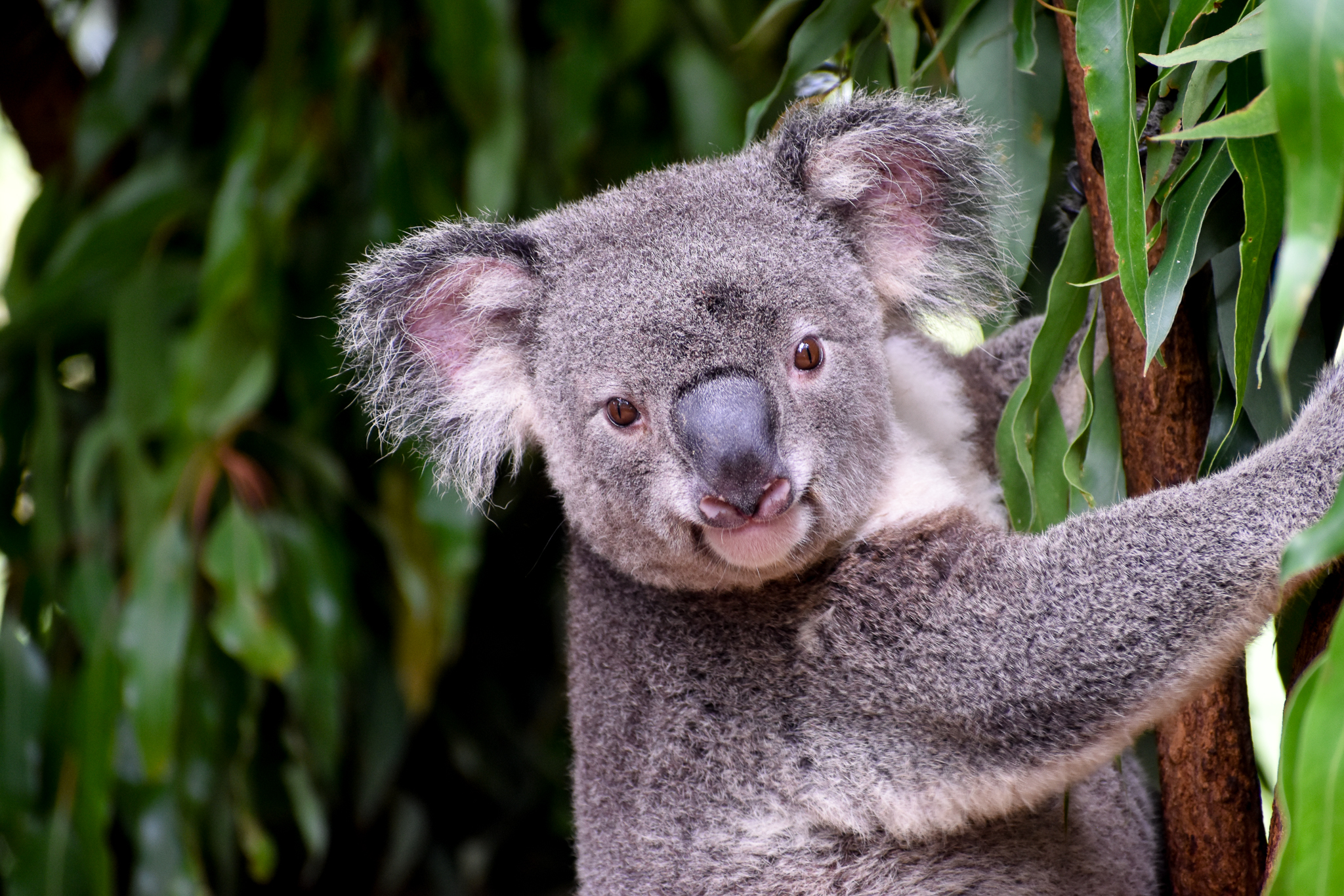 Koala