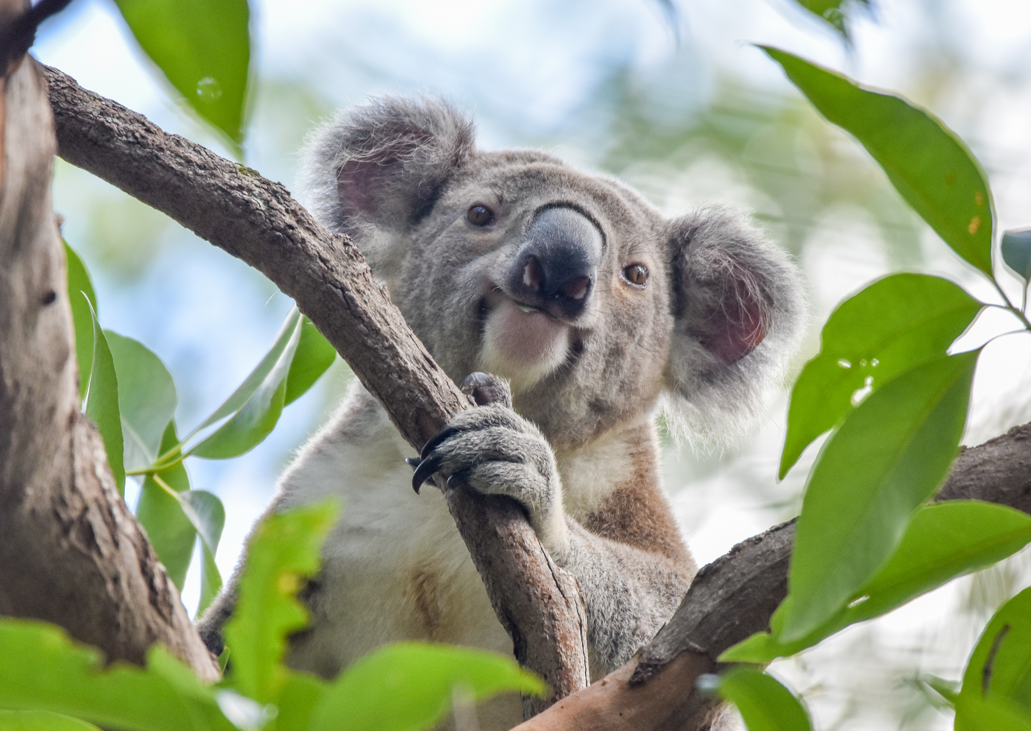 Koala