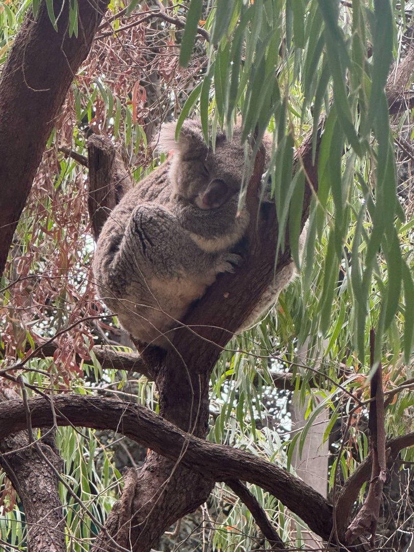 Koala