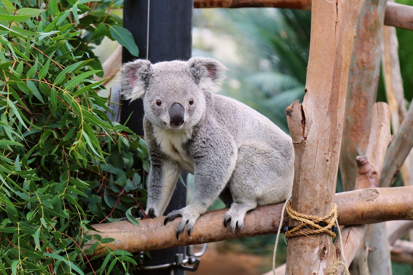 Koala