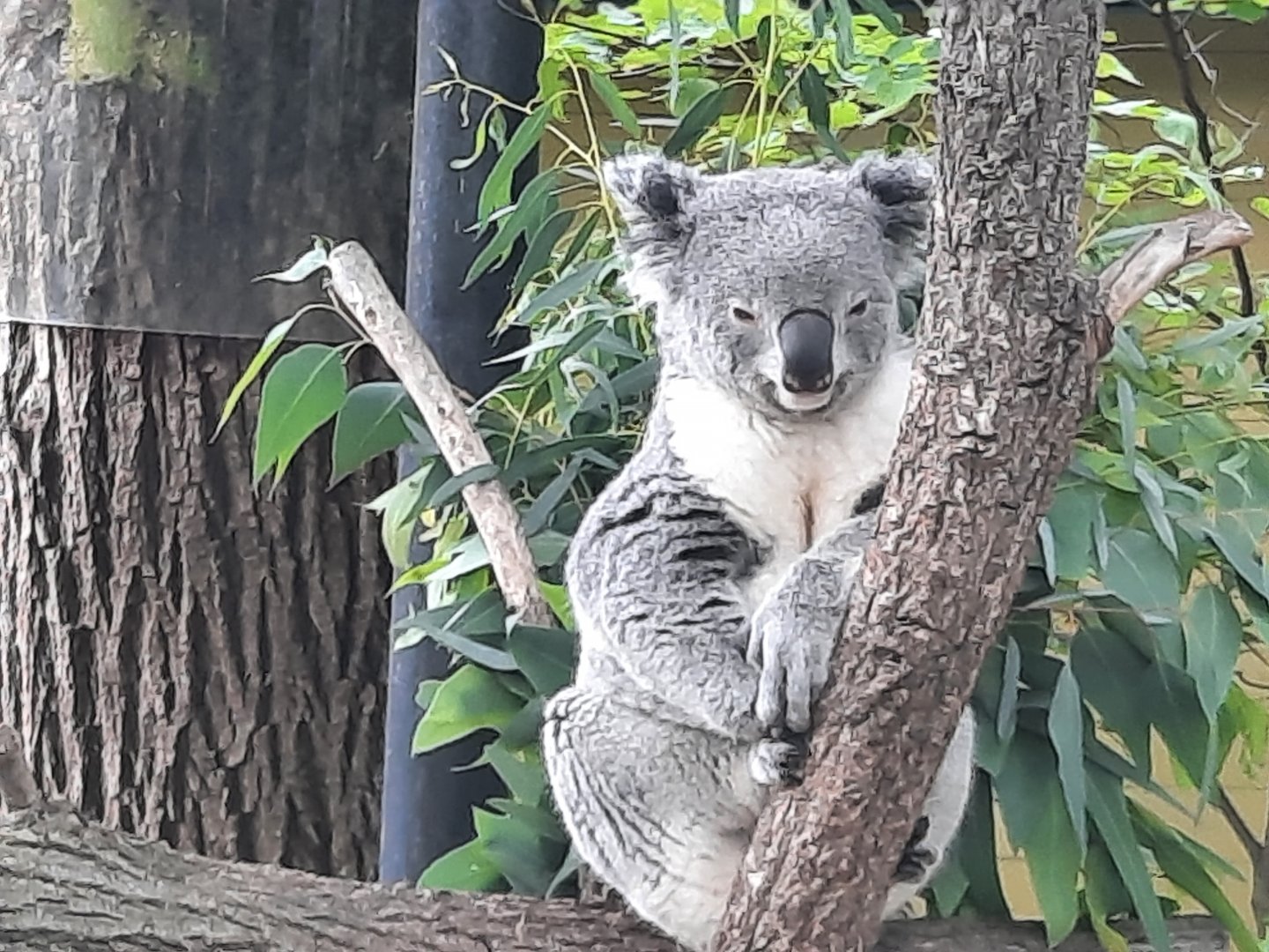 Koala