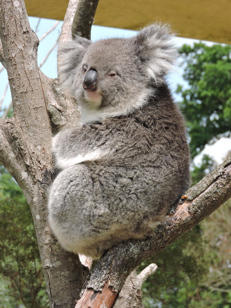 Koala