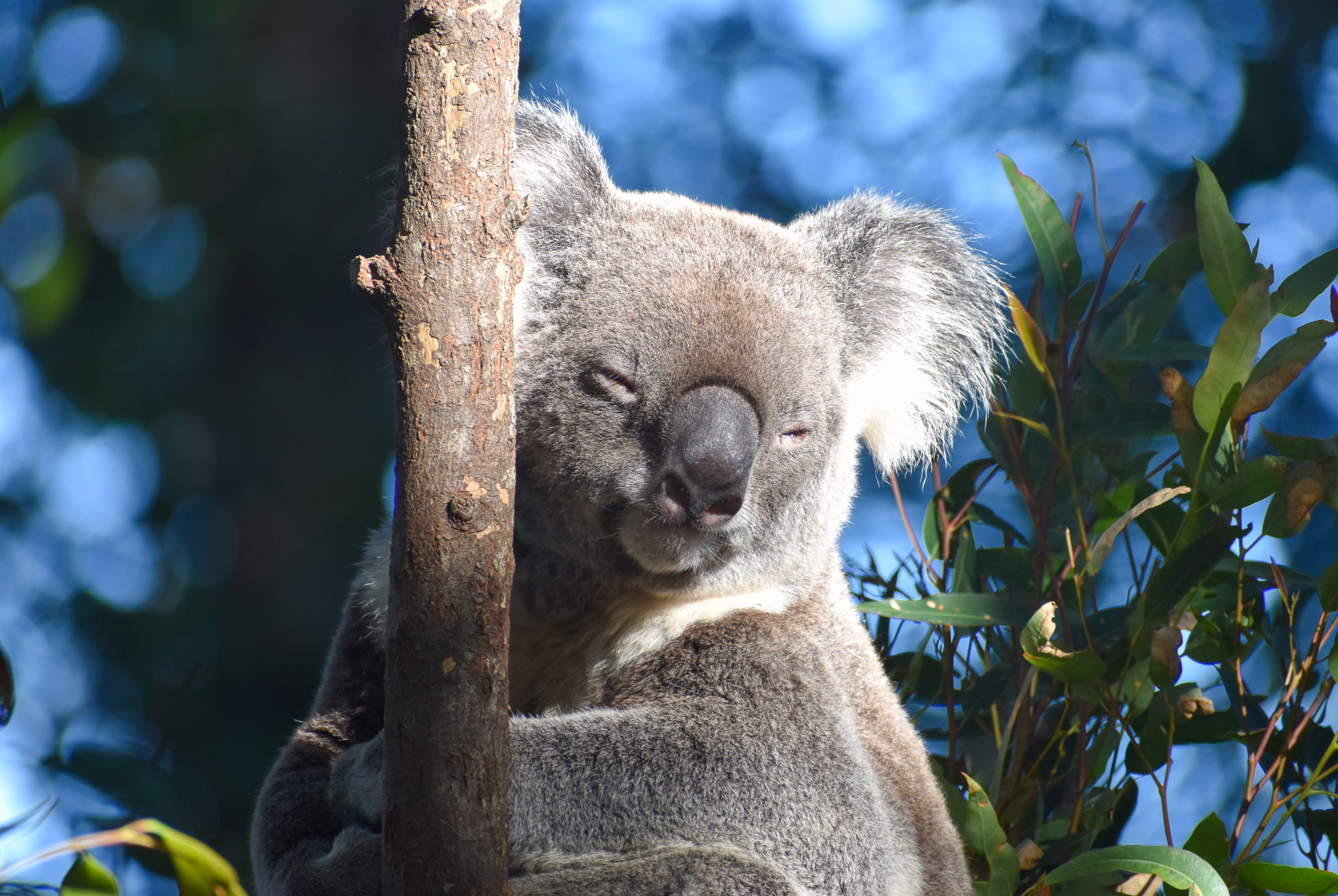 Koala