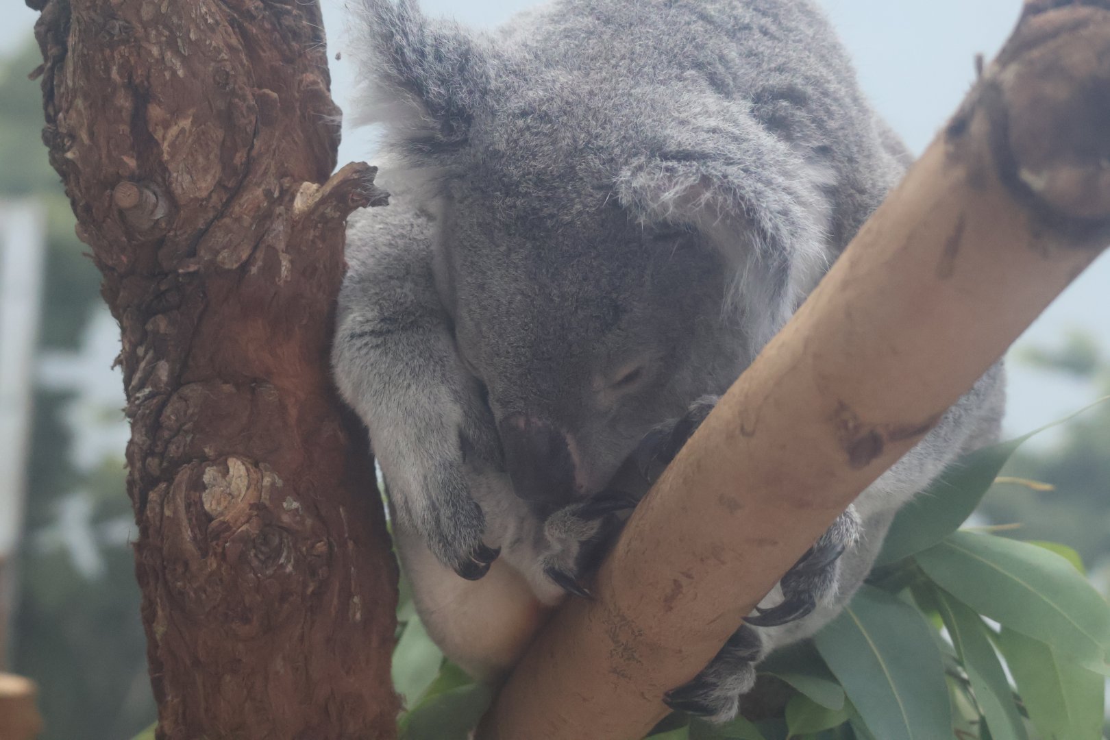 Koala