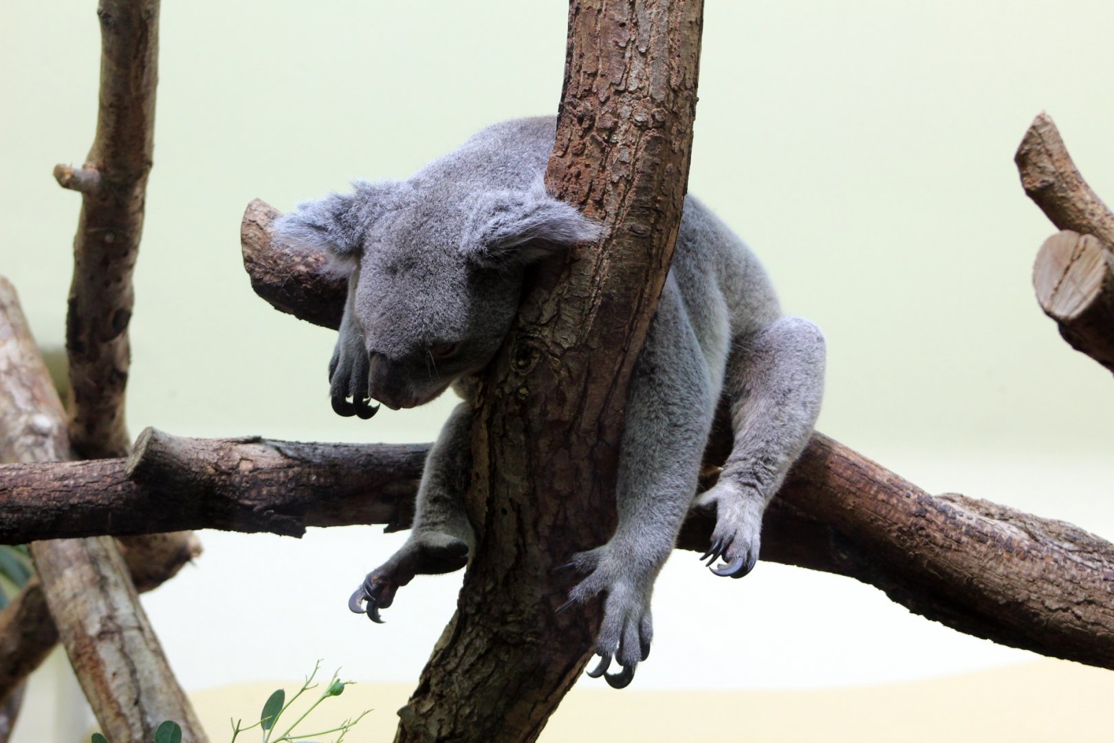 Koala