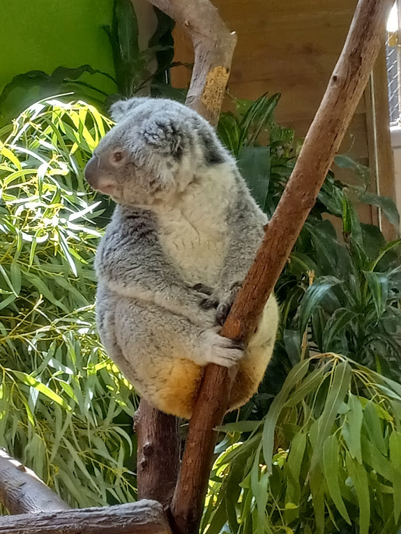 Koala