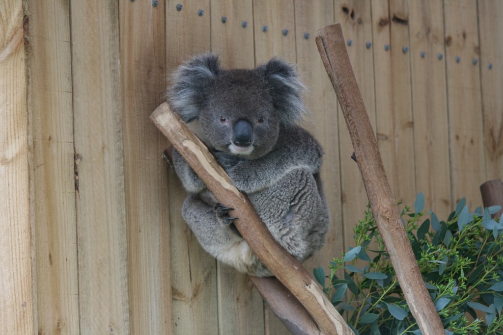 Koala