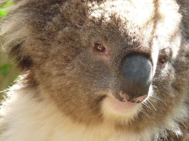 Koala