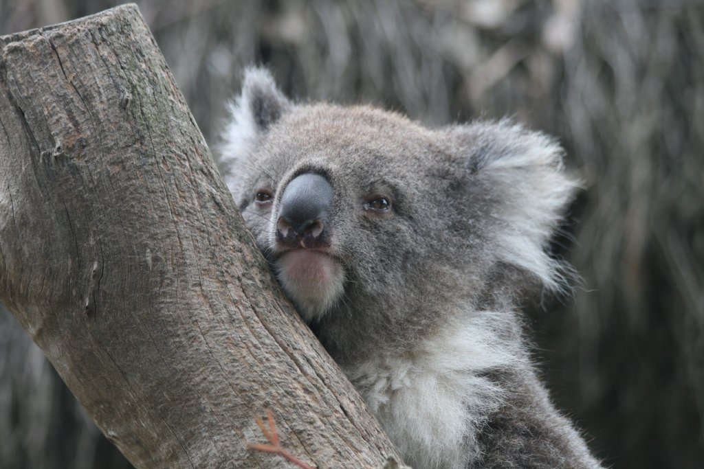 Koala