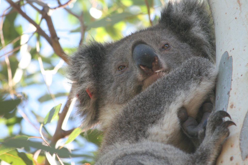 Koala