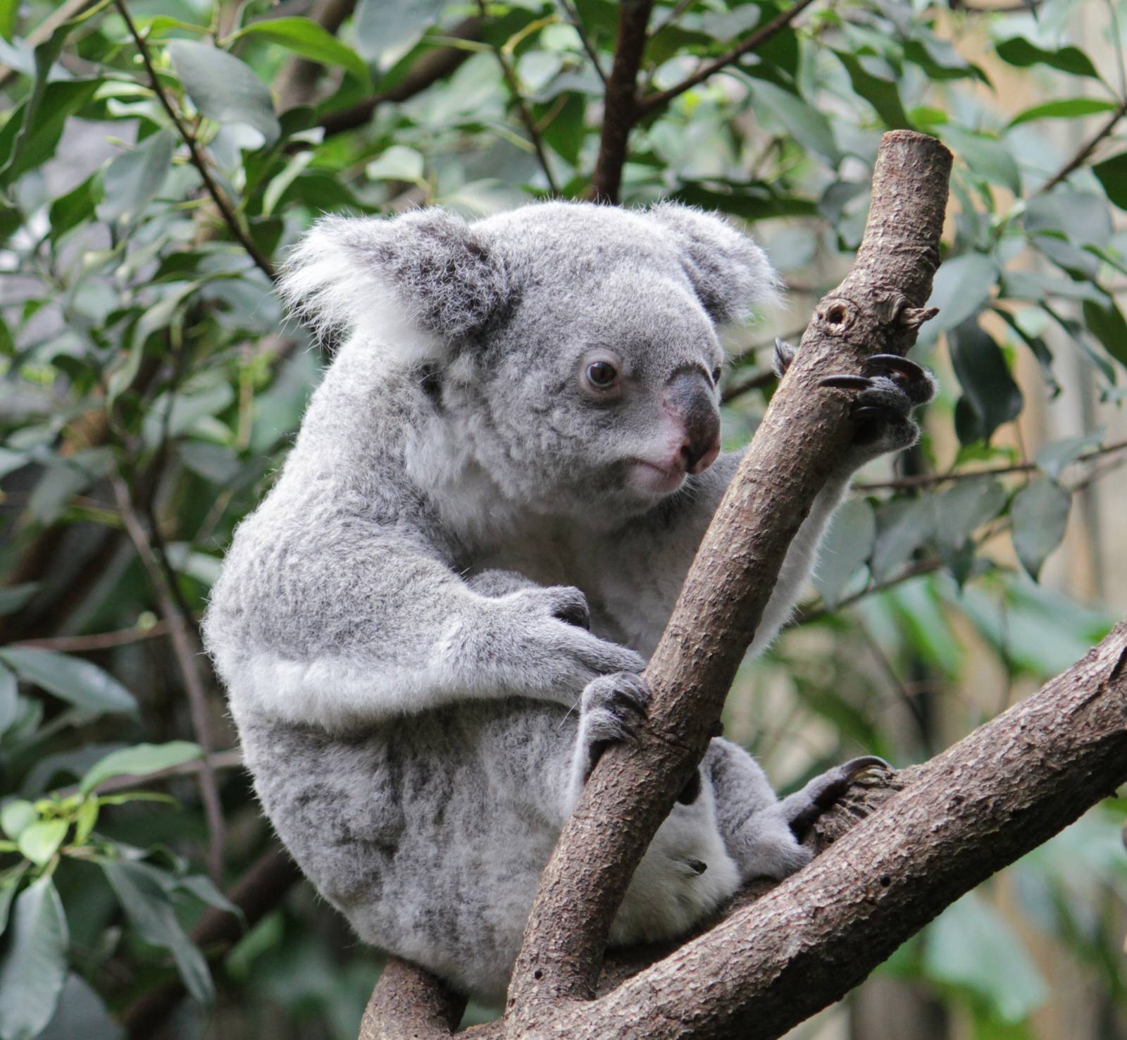 Koala