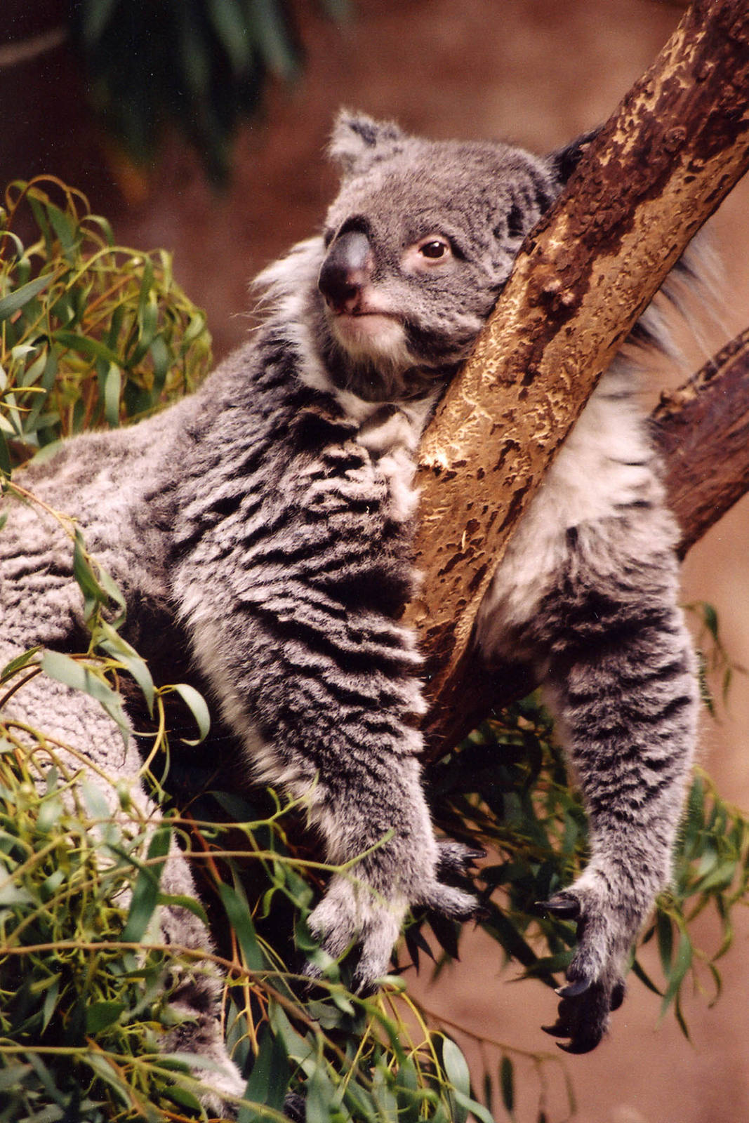 Koala1