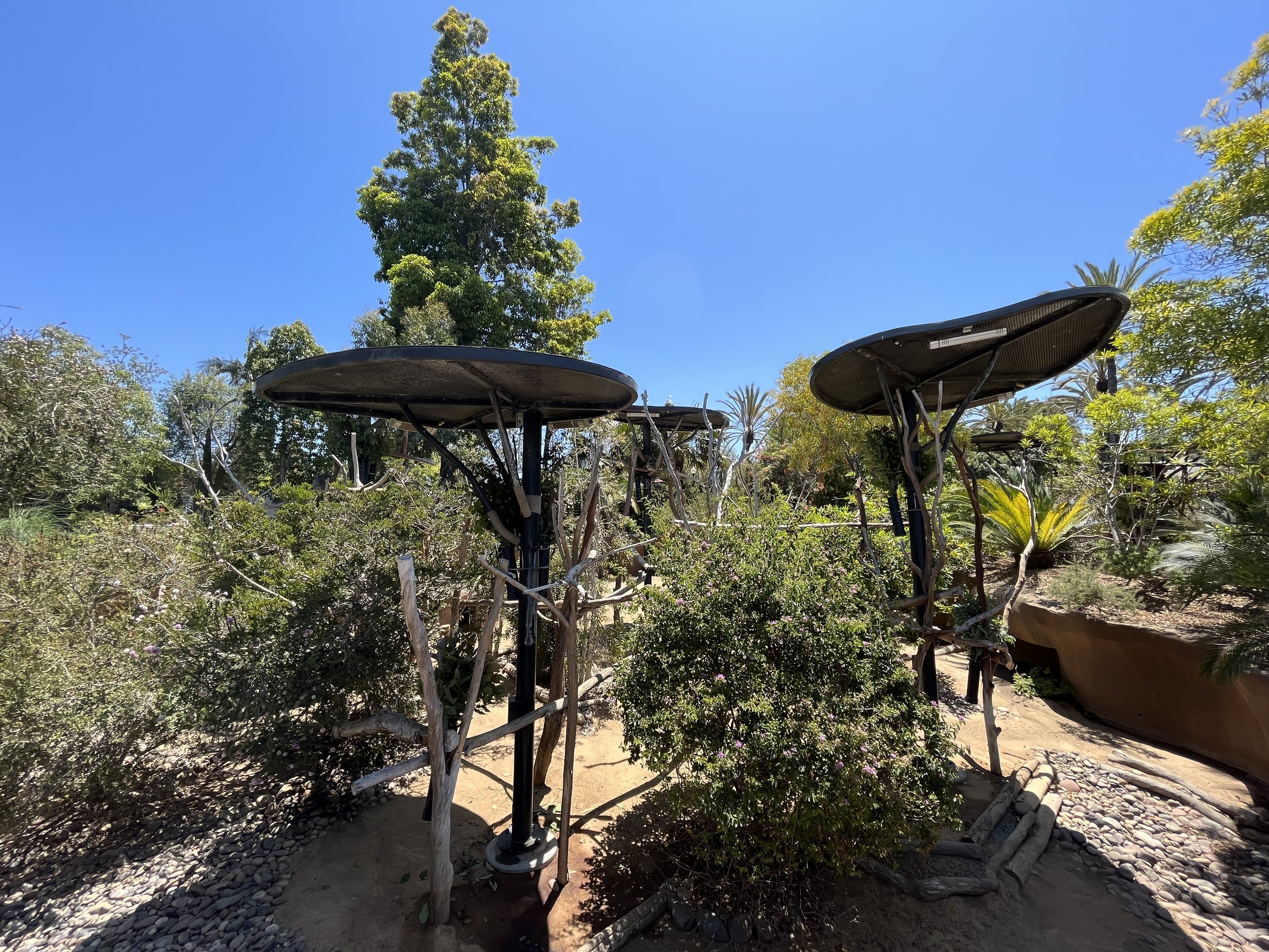 Koalas are everywhere!