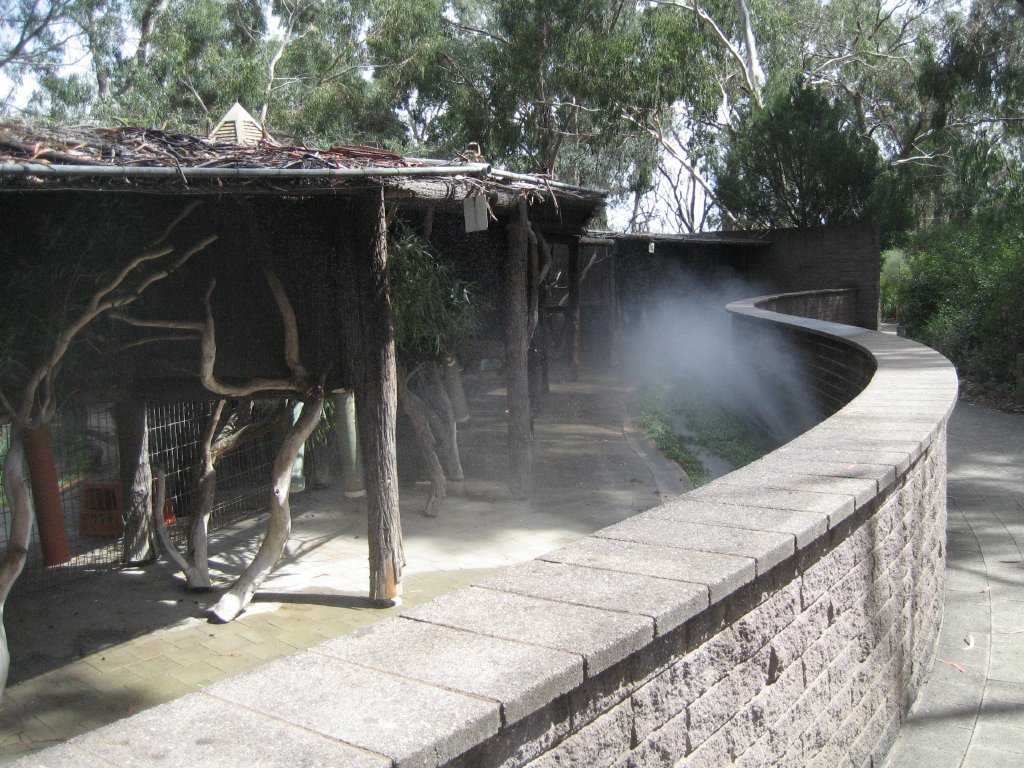 Koalas being misted