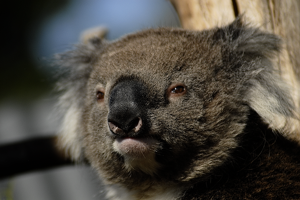 Koala's Face - Longleat 2024