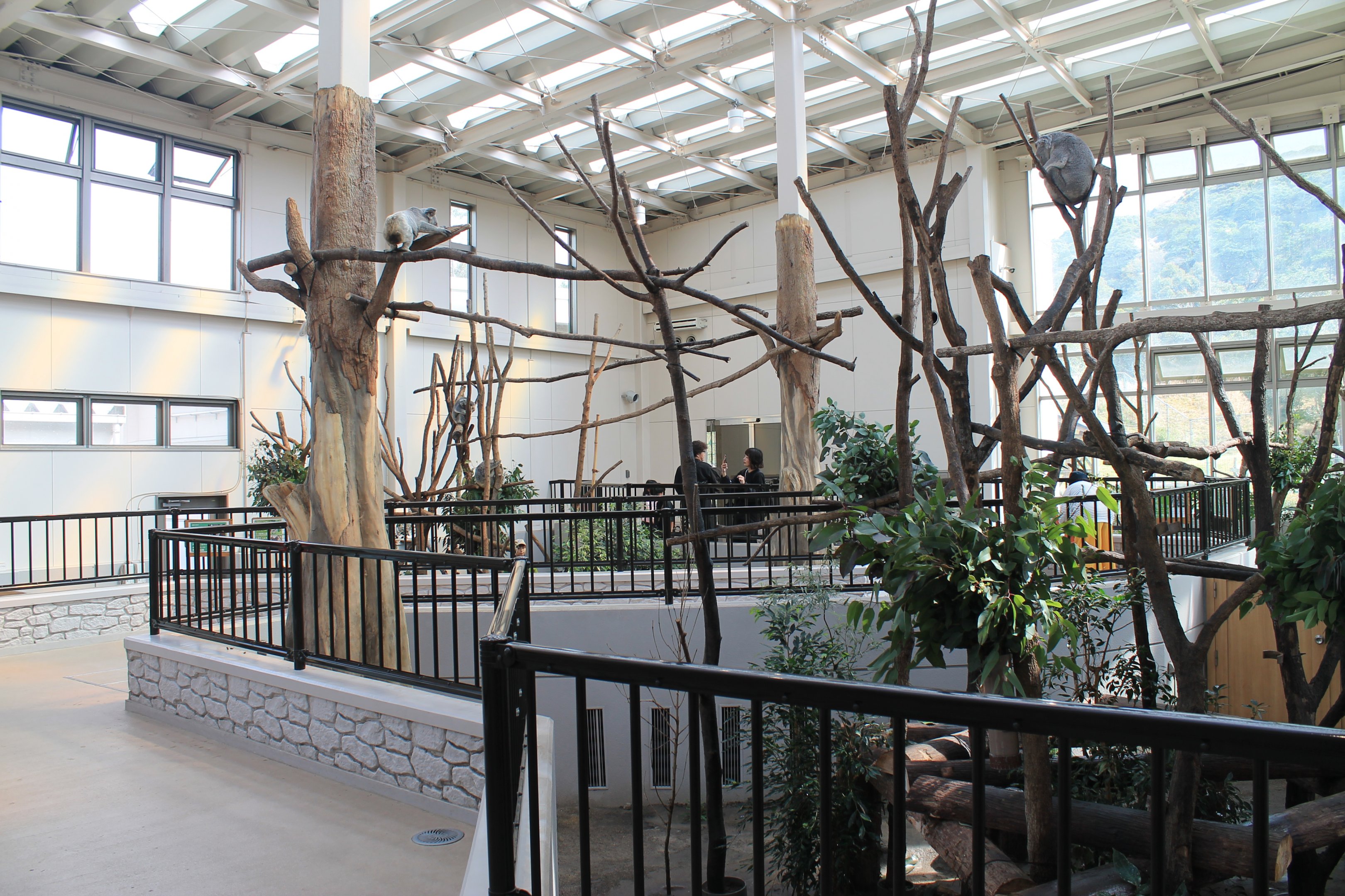 Koalas - Hirakawa Zoo (Kagoshima)