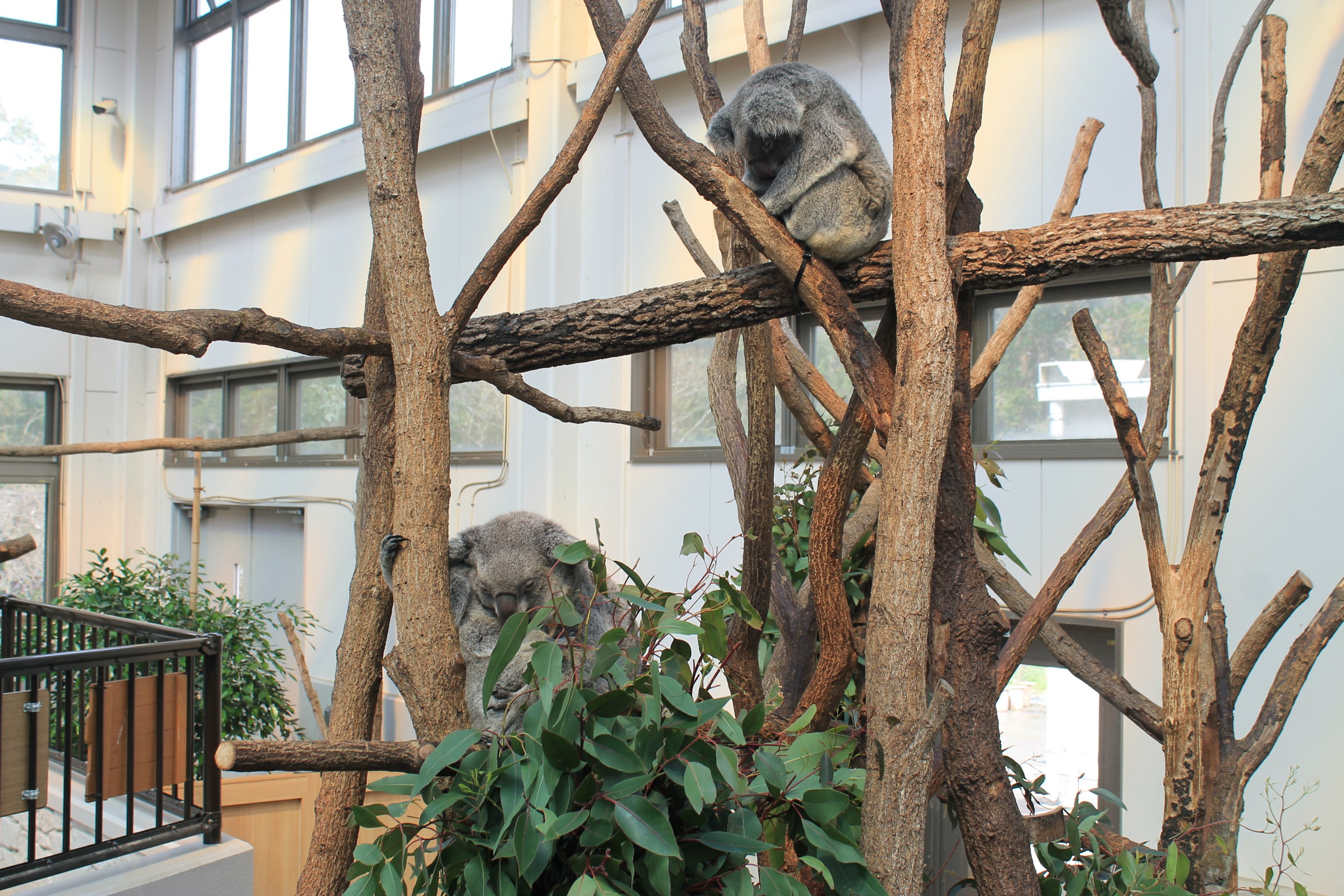 Koalas - Hirakawa Zoo (Kagoshima)