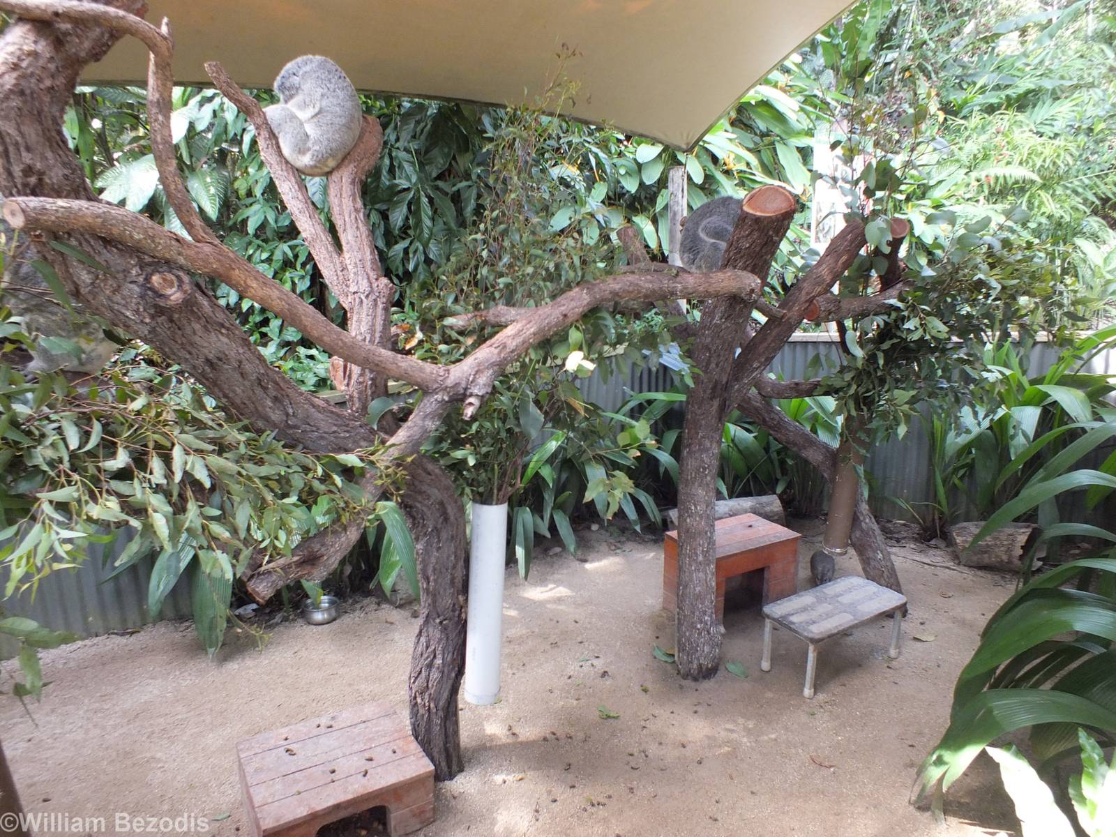 Koalas in Enclosure
