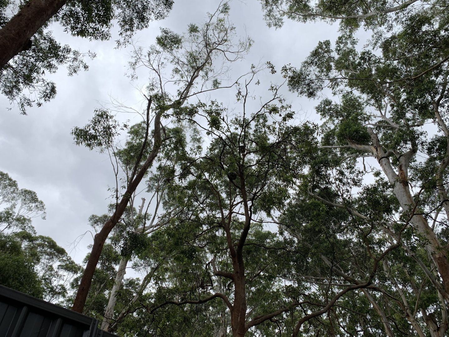 Koalas in the treetops