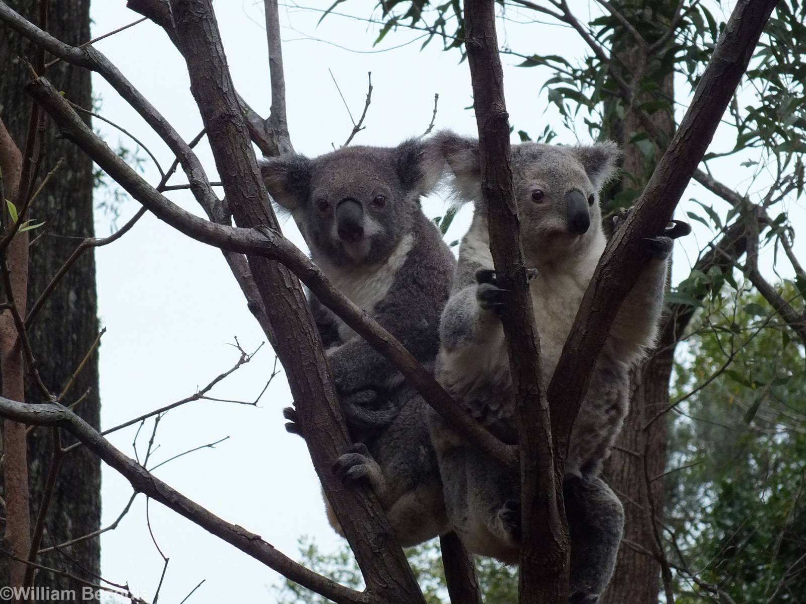 Koalas (nominate subspecies)