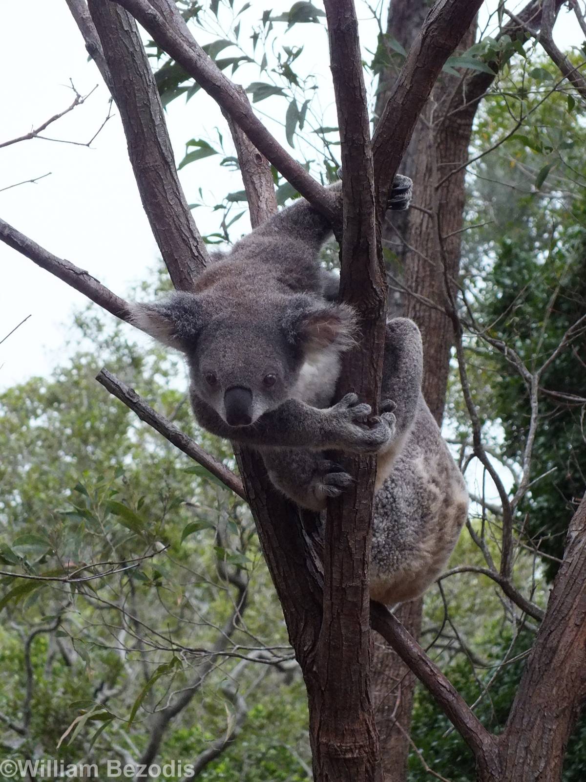 Koalas (nominate subspecies)