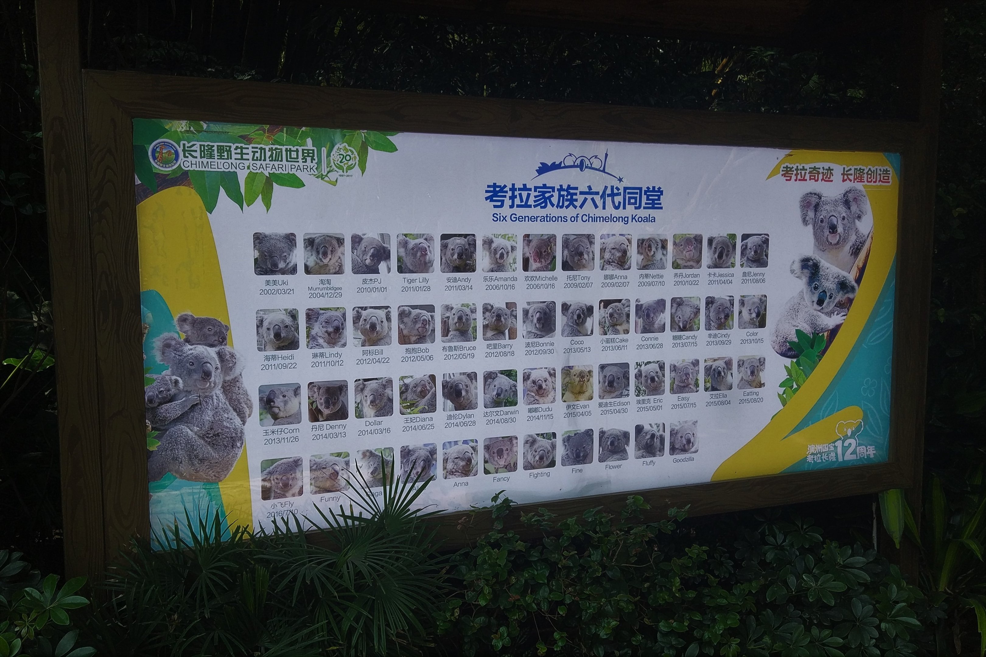 Koalas of Chimelong Signage