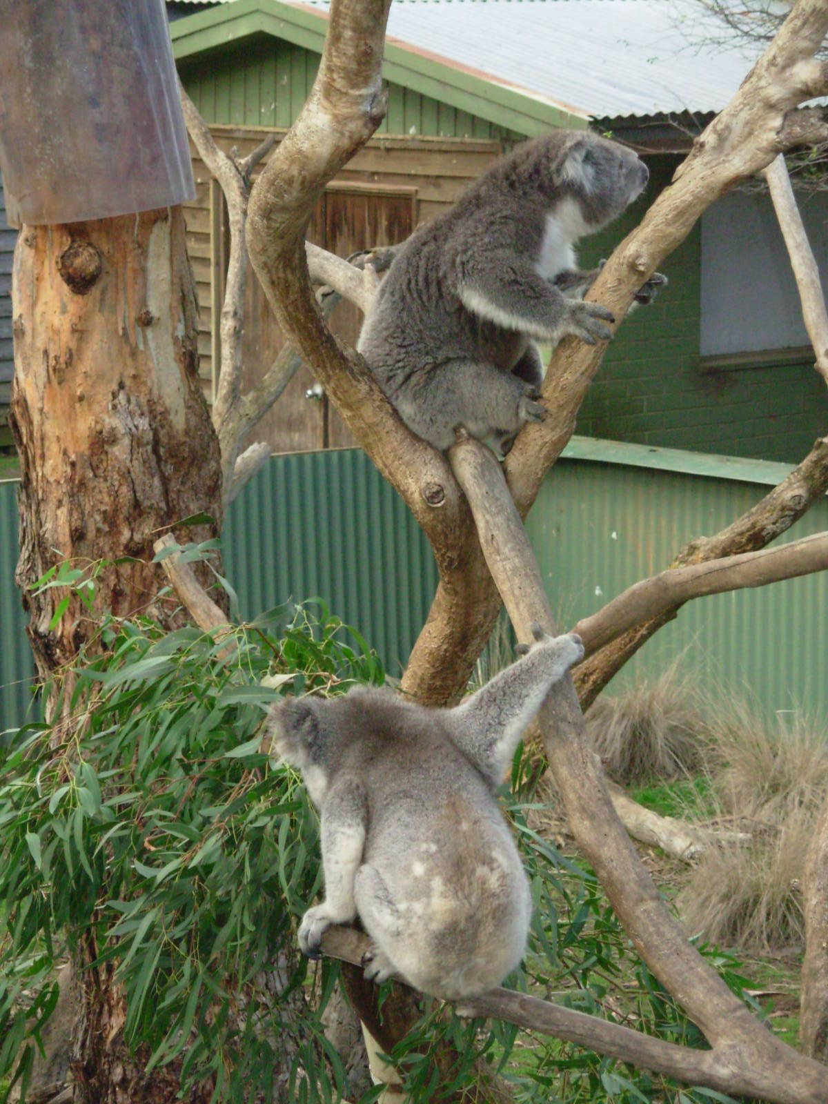 Koalas - Phillip Island Wildlife Park