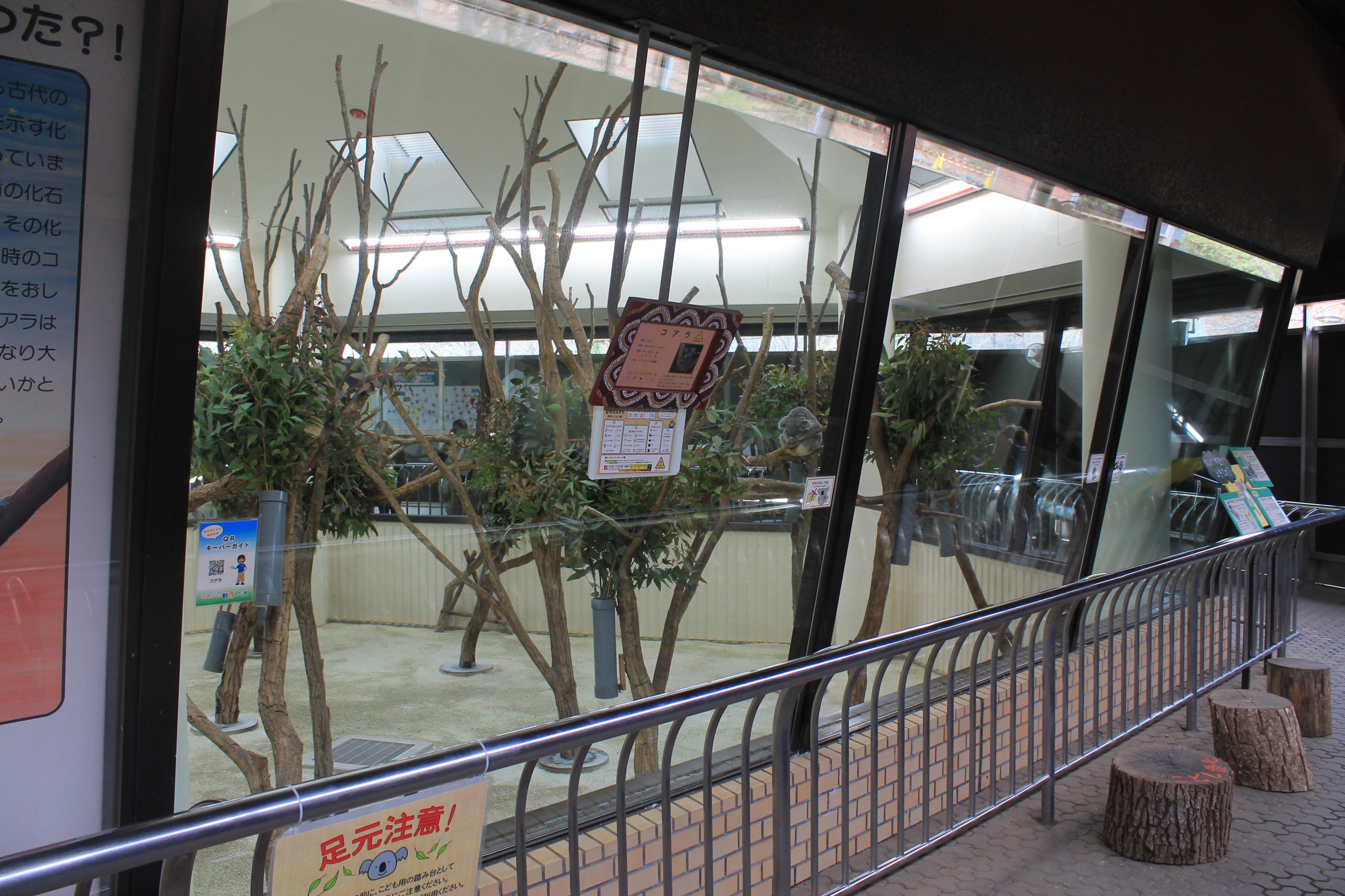 Koalas - Saitama Childrens Zoo