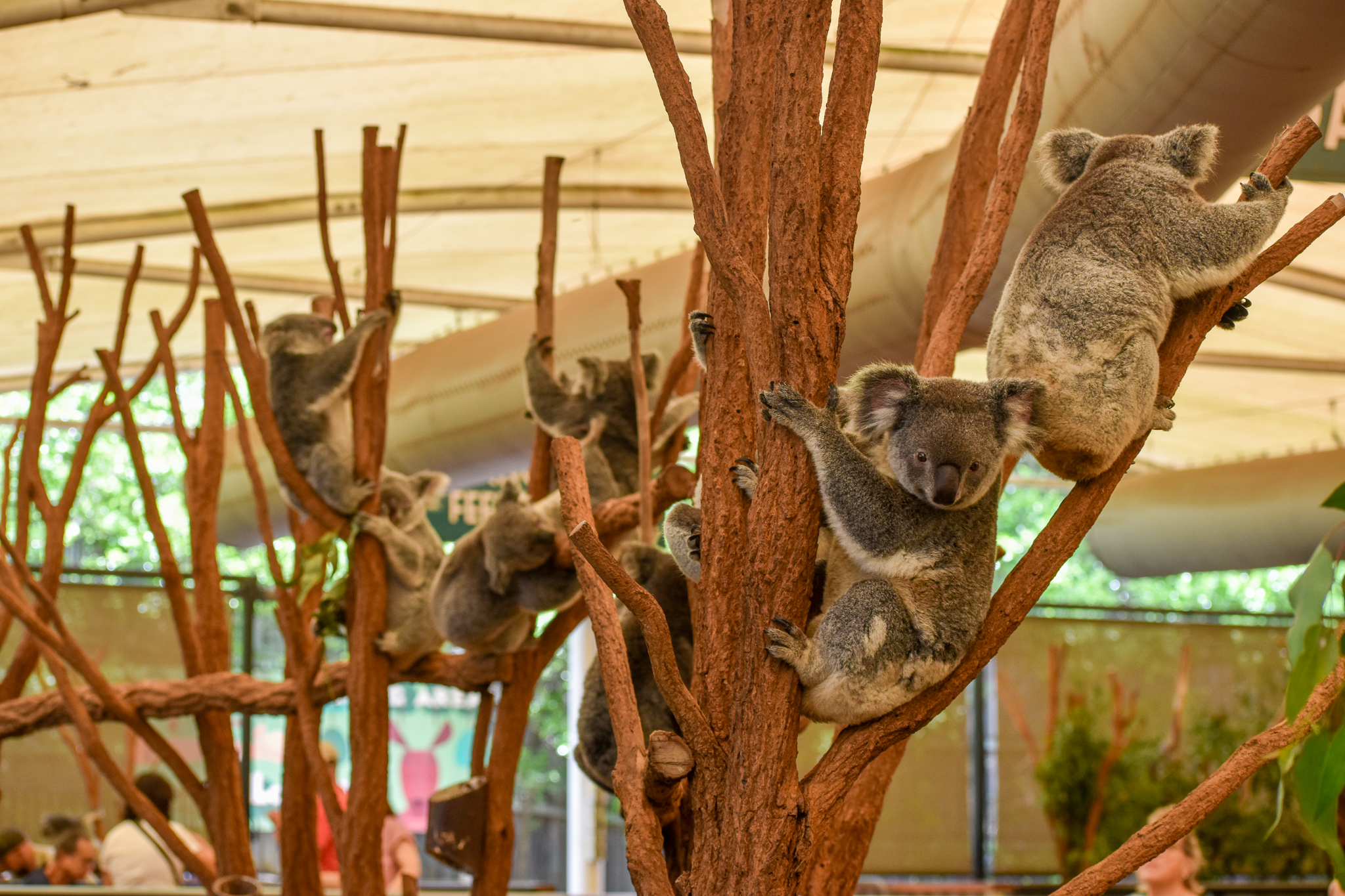 Koalas waiting for new eucalyptus