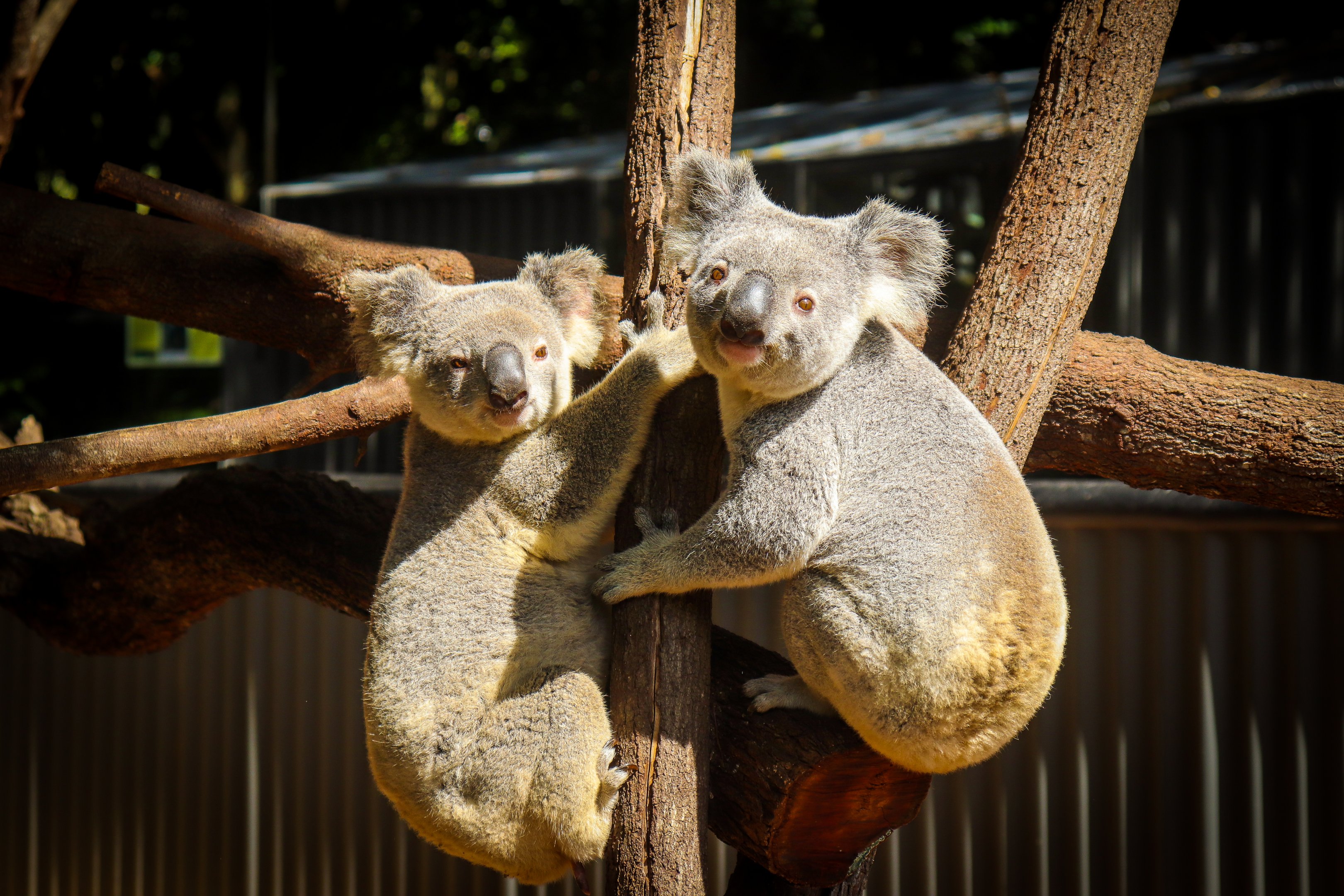 Koalas Waiting for their Eucalyptus