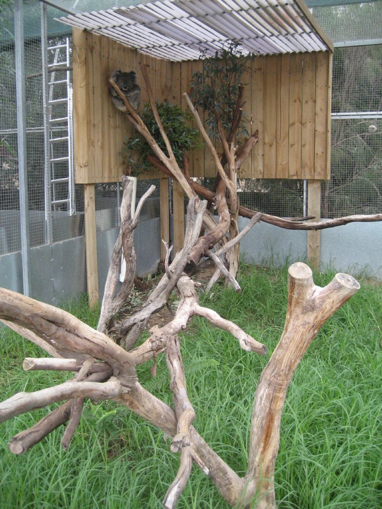 Koalas yard