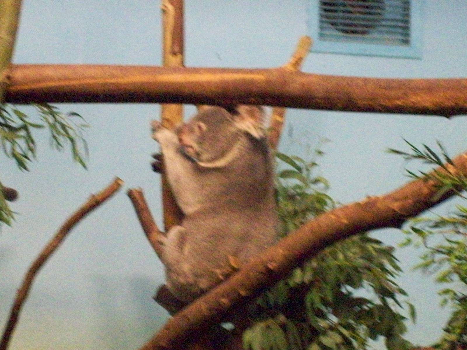 koalas