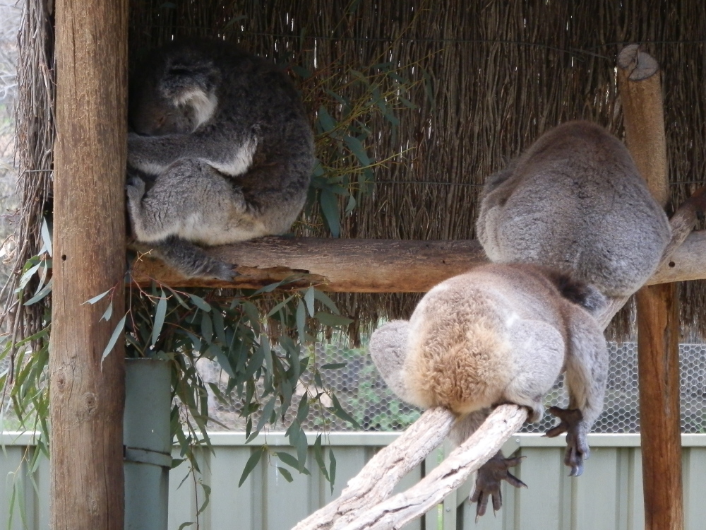 Koalas