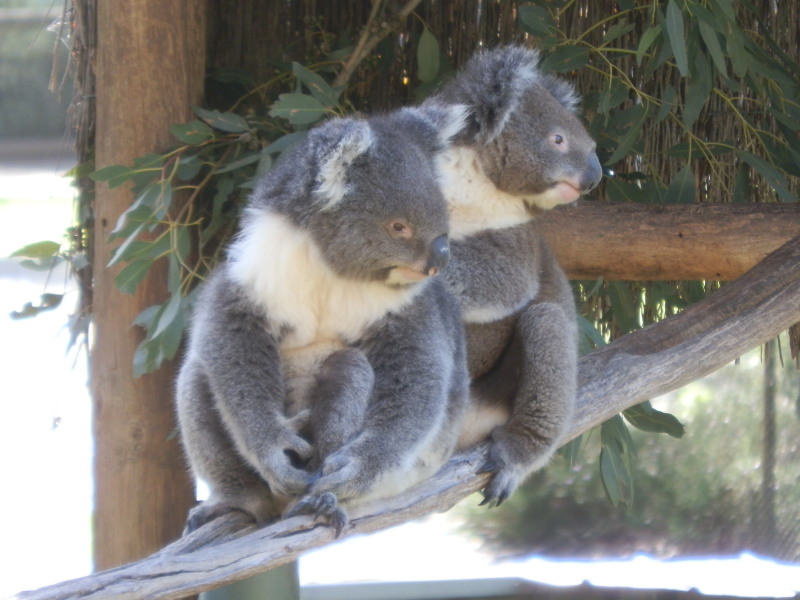 Koalas
