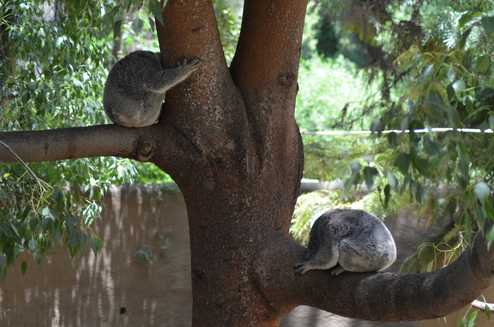 Koalas