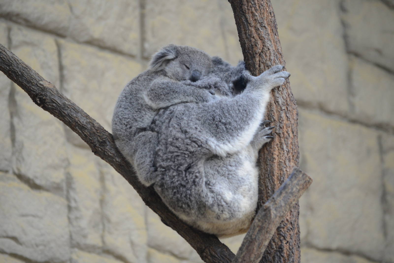 Koalas